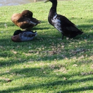 Anas platyrhynchos at Belvoir Park - 8 May 2024 10:55 AM