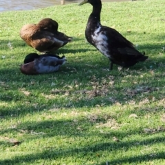 Unidentified Waterfowl (Duck, Goose, Swan) at Wodonga, VIC - 8 May 2024 by TAW