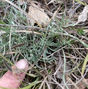 Leucochrysum albicans at Mount Ainslie - 8 May 2024