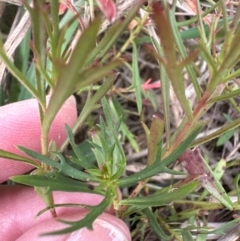 Haloragis heterophylla (Variable Raspwort) at Kenny, ACT - 8 May 2024 by lbradley