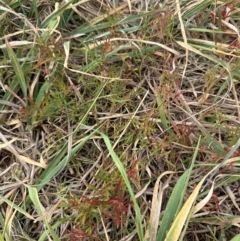 Haloragis heterophylla at Kenny, ACT - 8 May 2024 11:50 AM