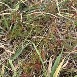 Haloragis heterophylla at Kenny, ACT - 8 May 2024 11:50 AM