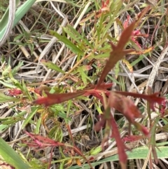 Haloragis heterophylla at Kenny, ACT - 8 May 2024 11:50 AM