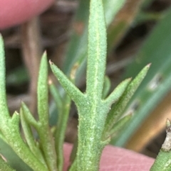 Haloragis heterophylla at Kenny, ACT - 8 May 2024 11:50 AM