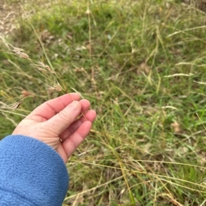 Themeda triandra at Kenny, ACT - 8 May 2024 11:54 AM