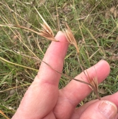 Themeda triandra at Kenny, ACT - 8 May 2024