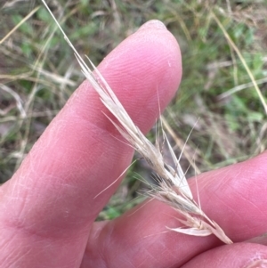 Rytidosperma sp. at Kenny, ACT - 8 May 2024