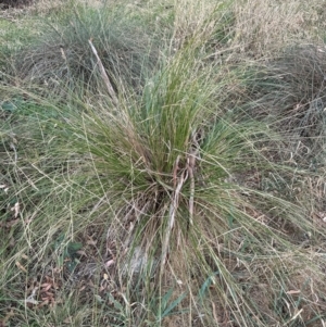 Carex appressa (Tall Sedge) at Kenny, ACT by lbradley