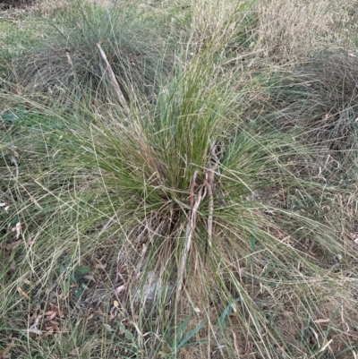 Carex appressa (Tall Sedge) at Kenny, ACT - 8 May 2024 by lbradley