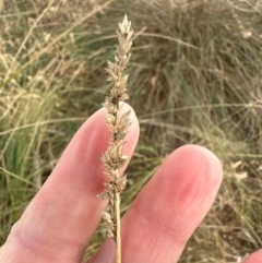 Carex appressa at Kenny, ACT - 8 May 2024 12:01 PM