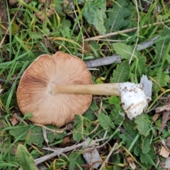 Volvopluteus gloiocephalus (Big Sheath Mushroom) at Isaacs, ACT - 8 May 2024 by Mike