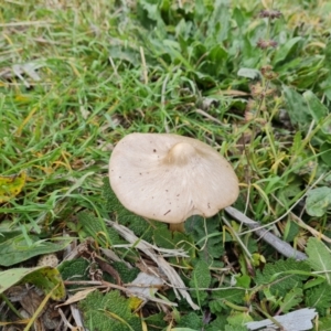 Volvopluteus gloiocephalus at Isaacs Ridge and Nearby - 8 May 2024