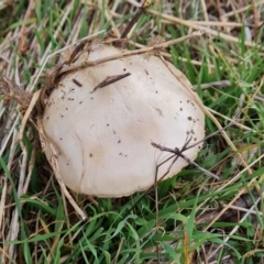 Volvopluteus gloiocephalus at Isaacs Ridge and Nearby - 8 May 2024