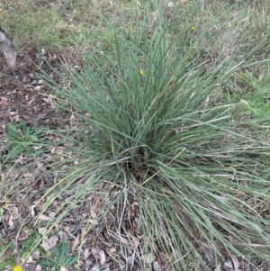 Lomandra multiflora at Kenny, ACT - 8 May 2024 12:16 PM