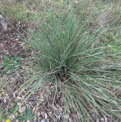 Lomandra multiflora (Many-flowered Matrush) at Nadjung Mada NR - 8 May 2024 by lbradley