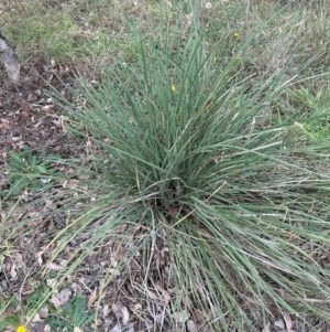 Lomandra longifolia at suppressed by lbradley