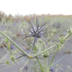 Eryngium ovinum (Blue Devil) at Hume, ACT by michaelb