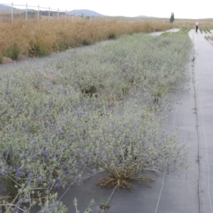 Eryngium ovinum at Hume, ACT - 18 Dec 2023 05:37 PM