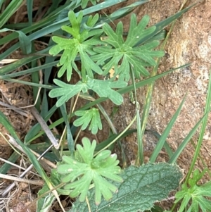 Geranium sp. Narrow lobes (G.S.Lorimer 1771) Vic. Herbarium at Kenny, ACT - 8 May 2024