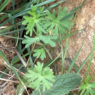 Geranium sp. Narrow lobes (G.S.Lorimer 1771) Vic. Herbarium at Kenny, ACT - 8 May 2024 by lbradley