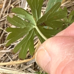 Geranium sp.3 at Kenny, ACT - 8 May 2024