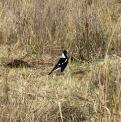 Gymnorhina tibicen (Australian Magpie) at Nadjung Mada NR - 8 May 2024 by lbradley