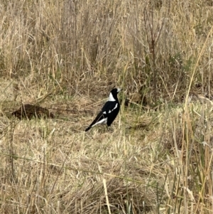 Gymnorhina tibicen at Kenny, ACT - 8 May 2024 10:04 AM