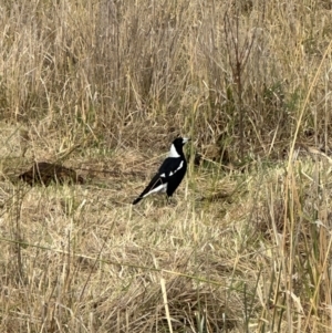 Gymnorhina tibicen (Australian Magpie) at suppressed by lbradley