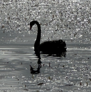 Cygnus atratus at Kenny, ACT - 8 May 2024 09:58 AM