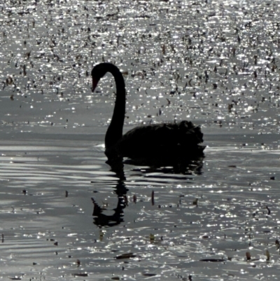 Cygnus atratus (Black Swan) at Nadjung Mada NR - 7 May 2024 by lbradley