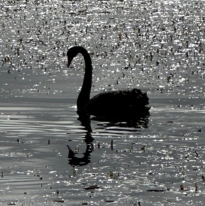 Cygnus atratus (Black Swan) at suppressed by lbradley