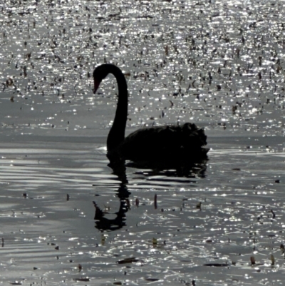 Cygnus atratus (Black Swan) at Kenny, ACT - 7 May 2024 by lbradley