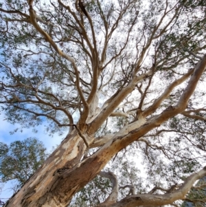 Eucalyptus blakelyi at Macquarie, ACT - 8 May 2024