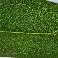 Eucalyptus blakelyi at Macquarie, ACT - 8 May 2024