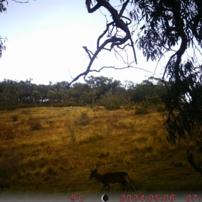 Dama dama (Fallow Deer) at Banks, ACT - 5 May 2024 by Shazw