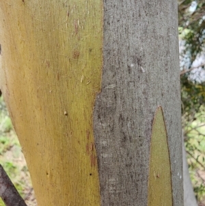 Eucalyptus moorei at Higgins, ACT - 8 May 2024