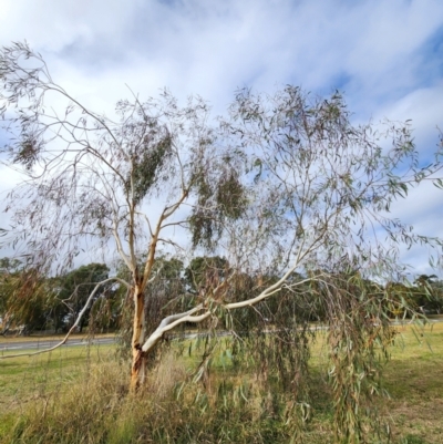 Eucalyptus lacrimans (Weeping Snow Gum) at Higgins, ACT - 8 May 2024 by Steve818