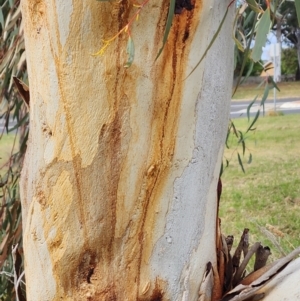 Eucalyptus lacrimans at Higgins, ACT - 8 May 2024