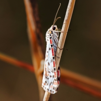 Utetheisa pulchelloides (Heliotrope Moth) at McQuoids Hill - 7 May 2024 by Gallpix
