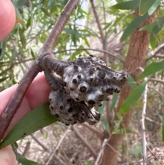 Hakea salicifolia at Aranda Bushland - 8 May 2024 by lbradley