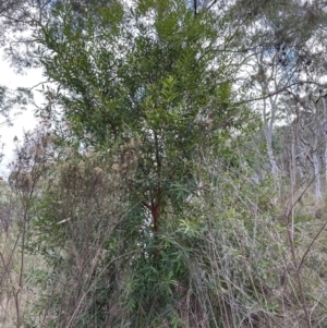 Hakea salicifolia at Aranda Bushland - 8 May 2024