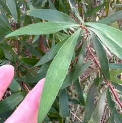 Hakea salicifolia at Aranda Bushland - 8 May 2024