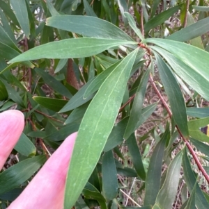 Hakea salicifolia at Aranda, ACT - 8 May 2024 03:10 PM