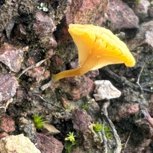 Lichenomphalia chromacea at Aranda, ACT - 8 May 2024