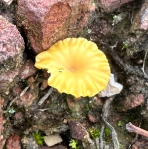 Lichenomphalia chromacea at Aranda, ACT - 8 May 2024