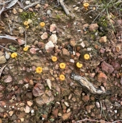 Lichenomphalia chromacea at Aranda Bushland - 8 May 2024