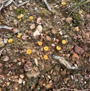 Lichenomphalia chromacea at Aranda, ACT - 8 May 2024