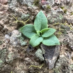 Speculantha rubescens (Blushing Tiny Greenhood) at Aranda Bushland - 8 May 2024 by lbradley