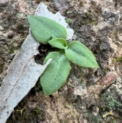 Speculantha rubescens at Aranda, ACT - 8 May 2024