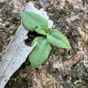Speculantha rubescens at Aranda Bushland - 8 May 2024